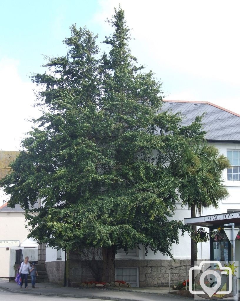 Ginko Biloba - Buriton House, Penzance