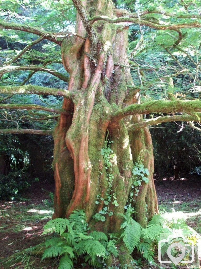 Gnarled Tree - Trewidden Gardens - June '08