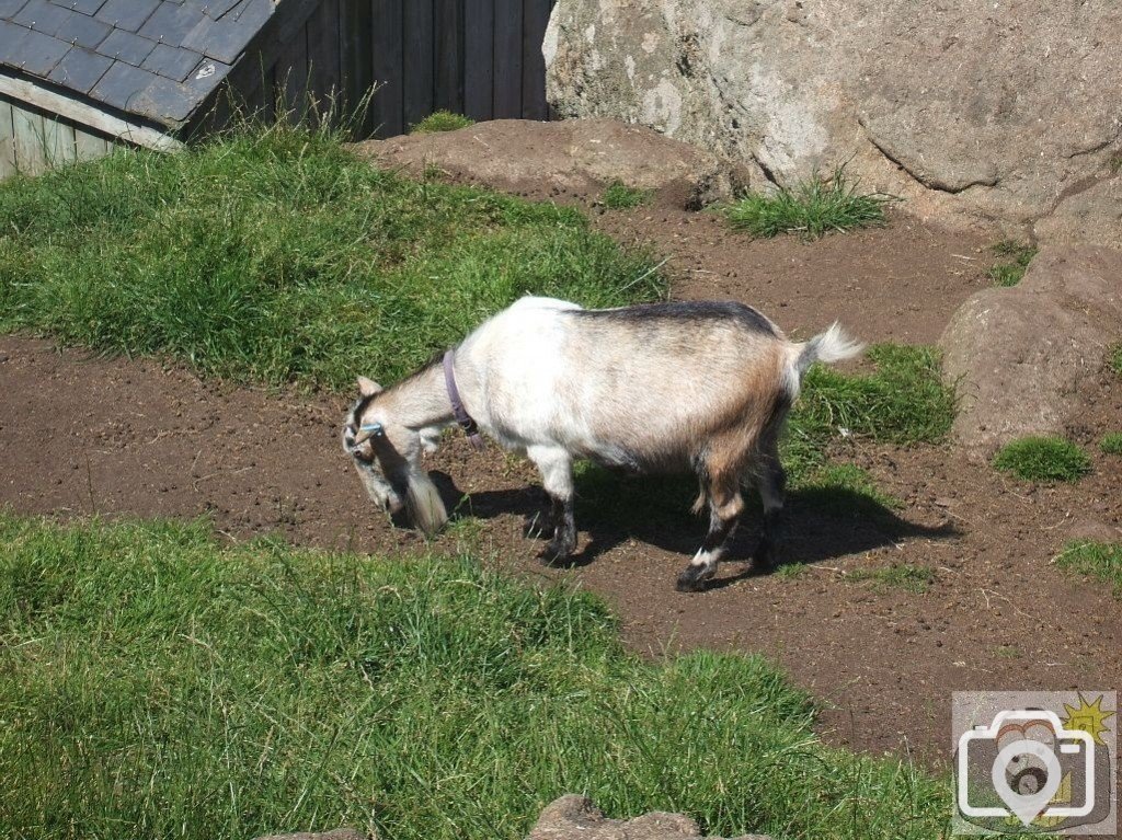 Goat at Land's End, July, 2007.