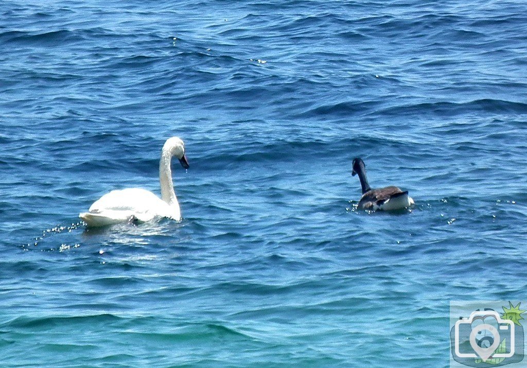 Goosing the Swan