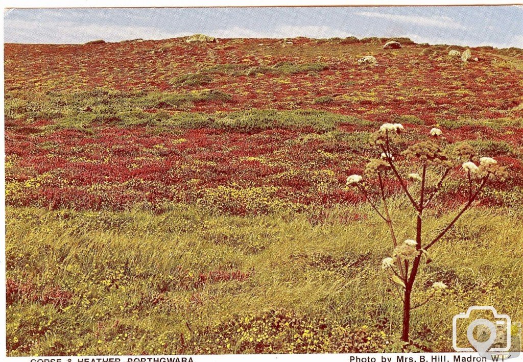 Gorse and Heather, Porthgwarra