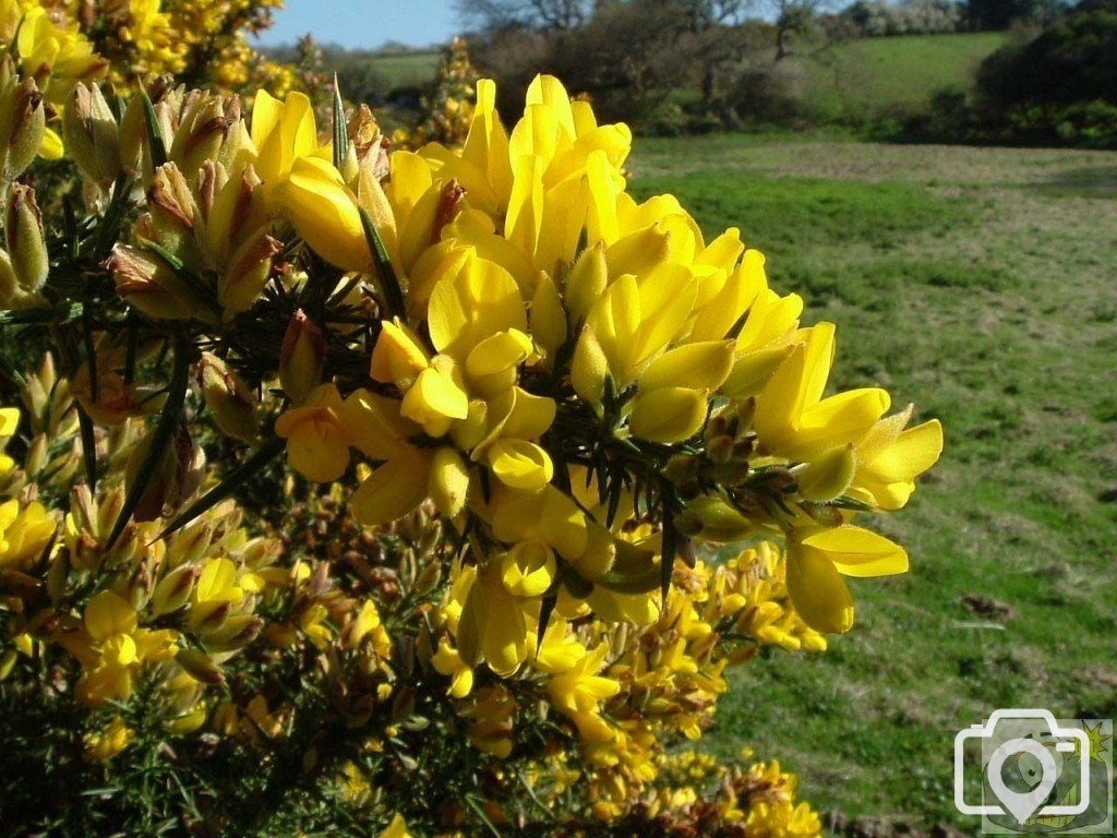 Gorse