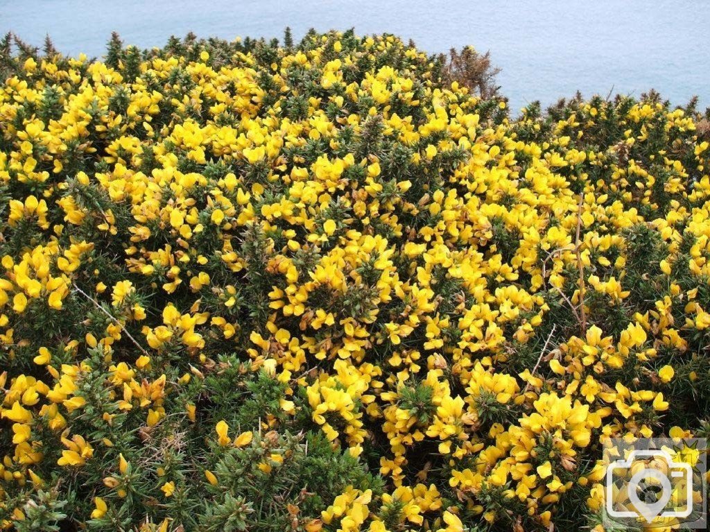 Gorse