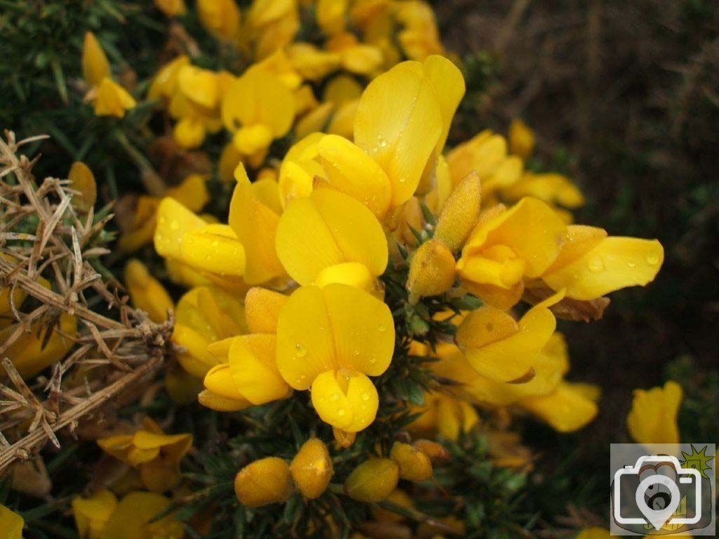 Gorse