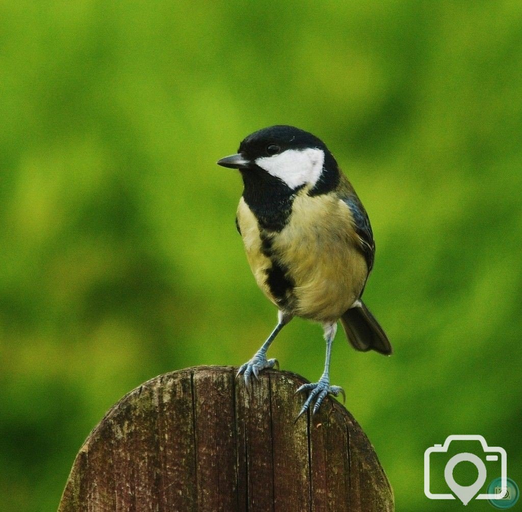 Great Tit