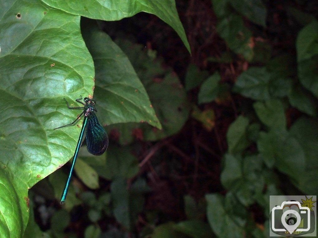 Green damsel fly