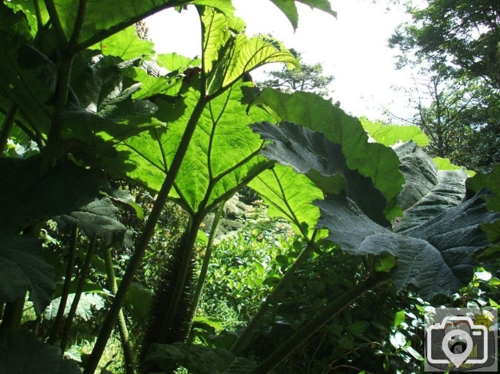 Gunnera Mannicata - Trewidden Gardens - June '08