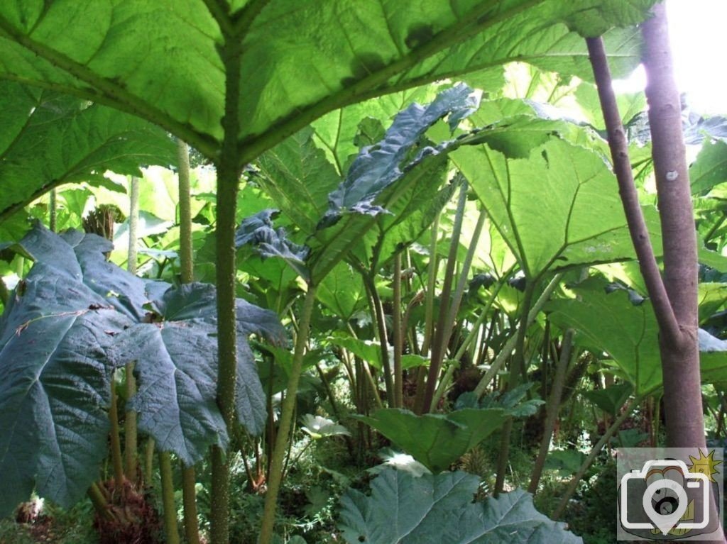 Gunnera Mannicata - Trewidden Gardens - June '08