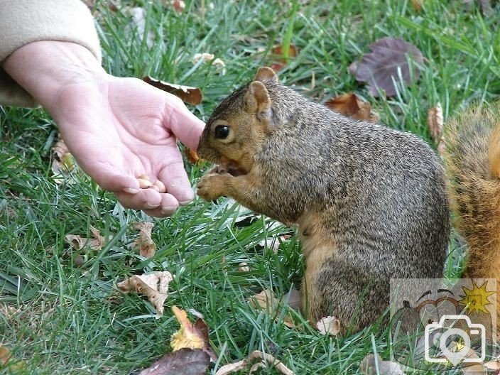 Hand feeding wild life