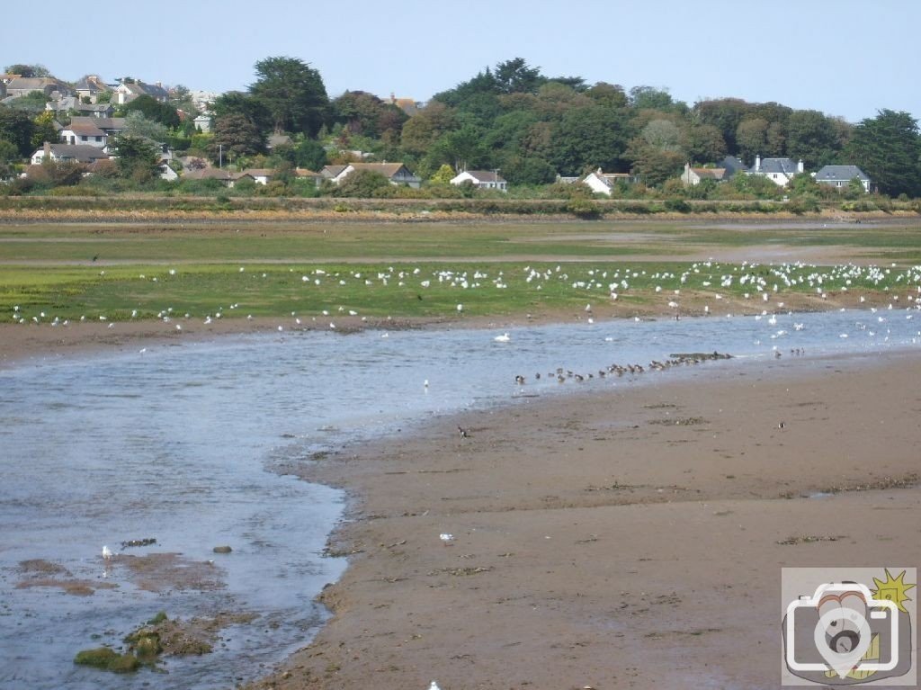 Hayle Estuary: Sept., 2007 and its wildfowl