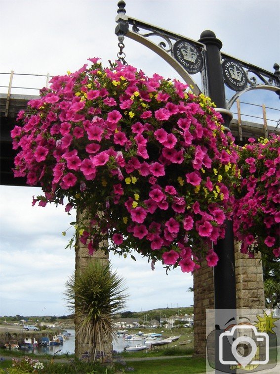 Hayle in Bloom 03