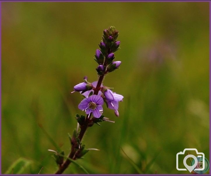 Heath Speedwell