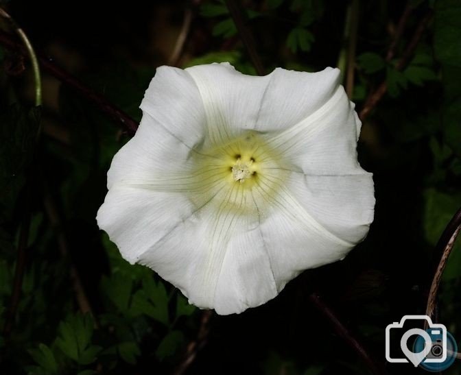 Hedge Bindweed