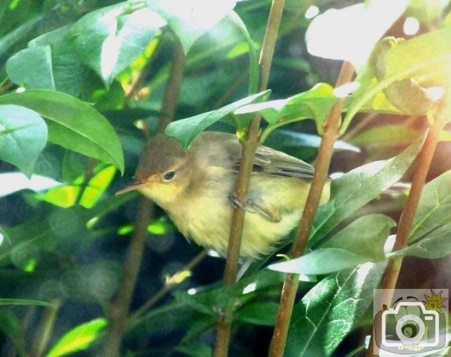 Hedge Warbler(?)