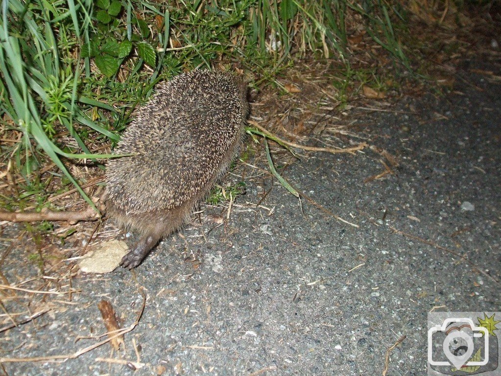 Hedgehog - 04Jun10