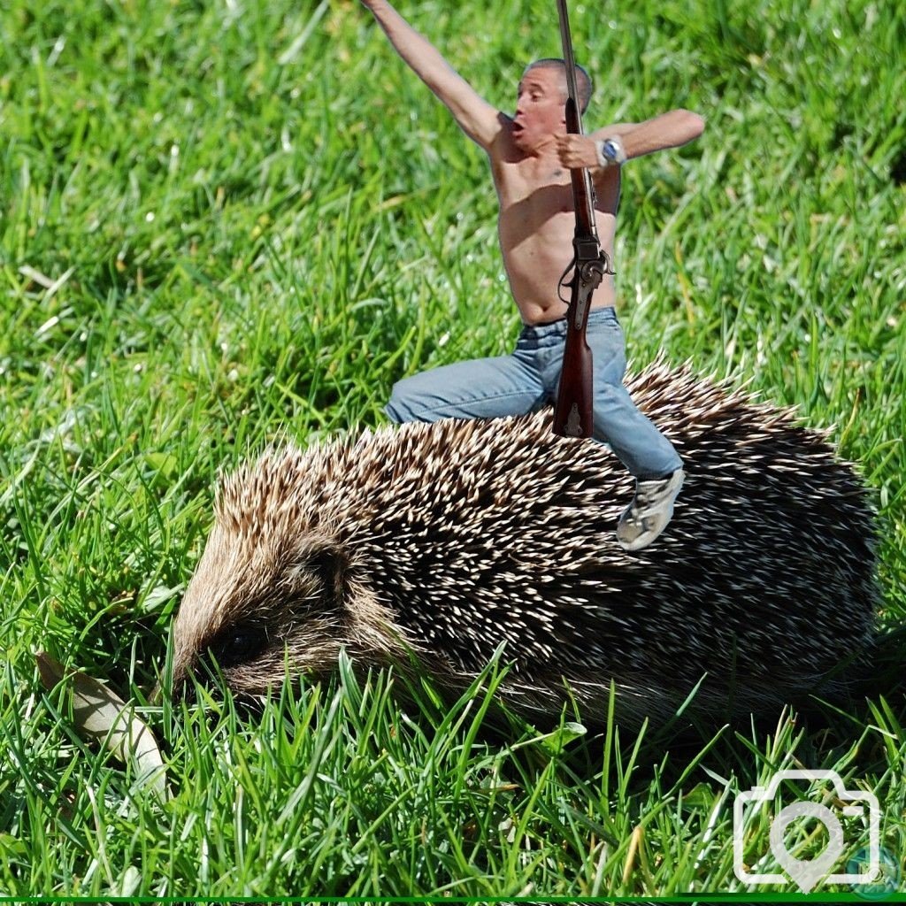 Hedgehog rodeo