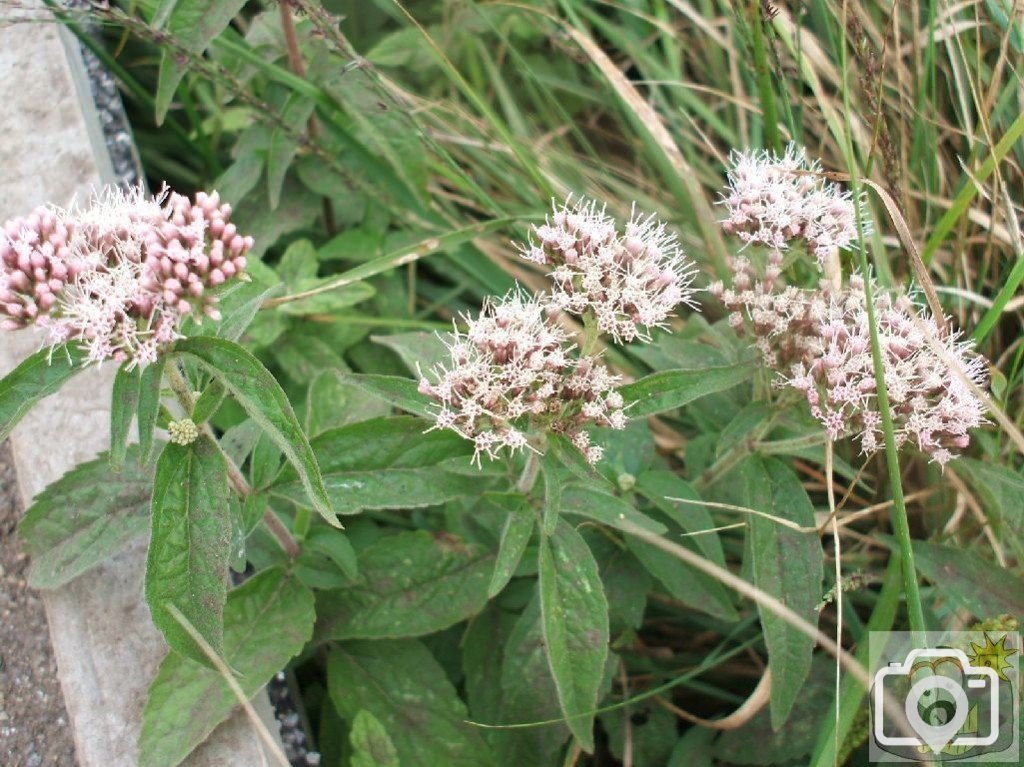 Hemp agrimony