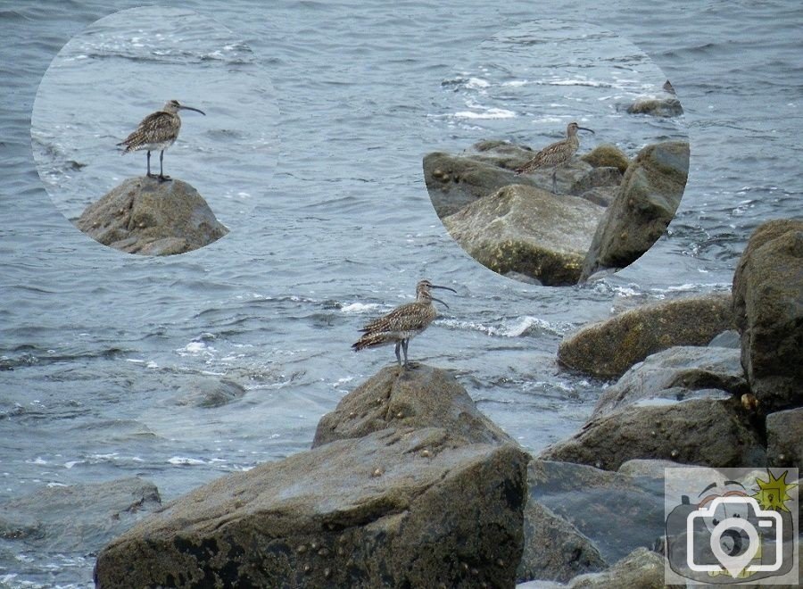 Here Curlews