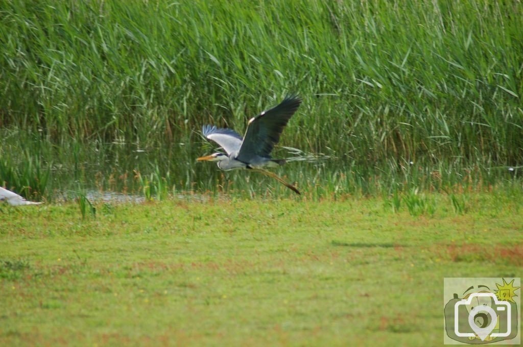 heron