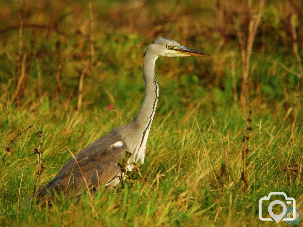 Heron