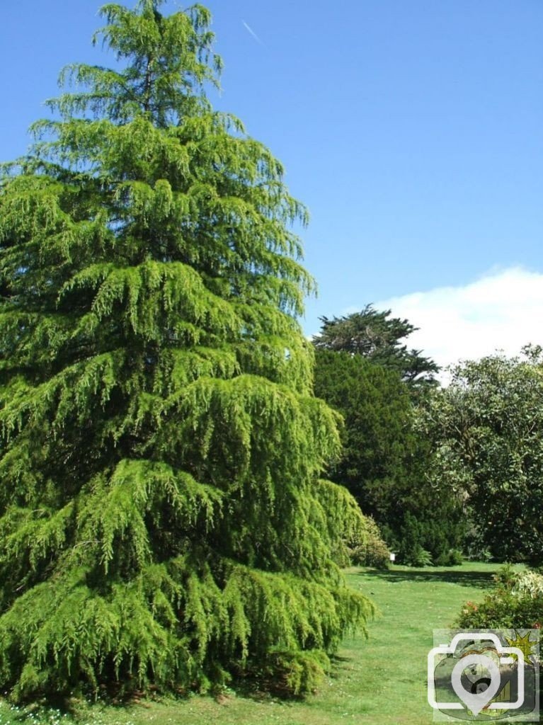 Higher Garden - Trewidden Gardens - June '08