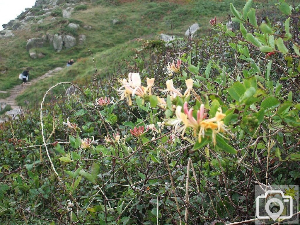 Honeysuckle