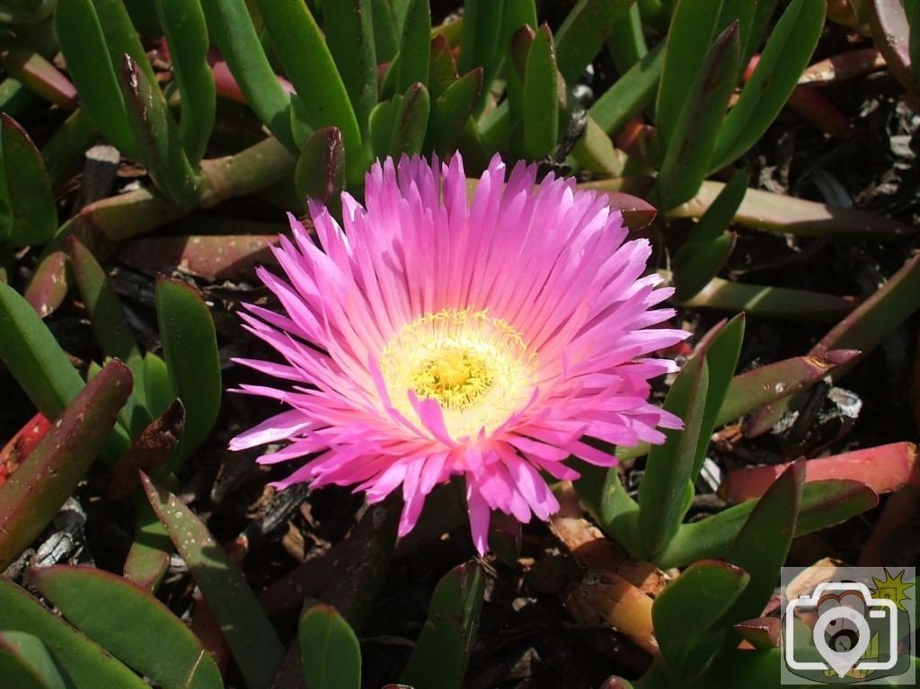 Hottentot fig flower on cliff at Penberth Cove