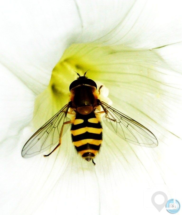 Hoverfly