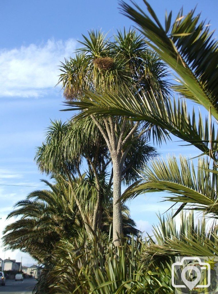 Images of the Canaries in Penalverne Road