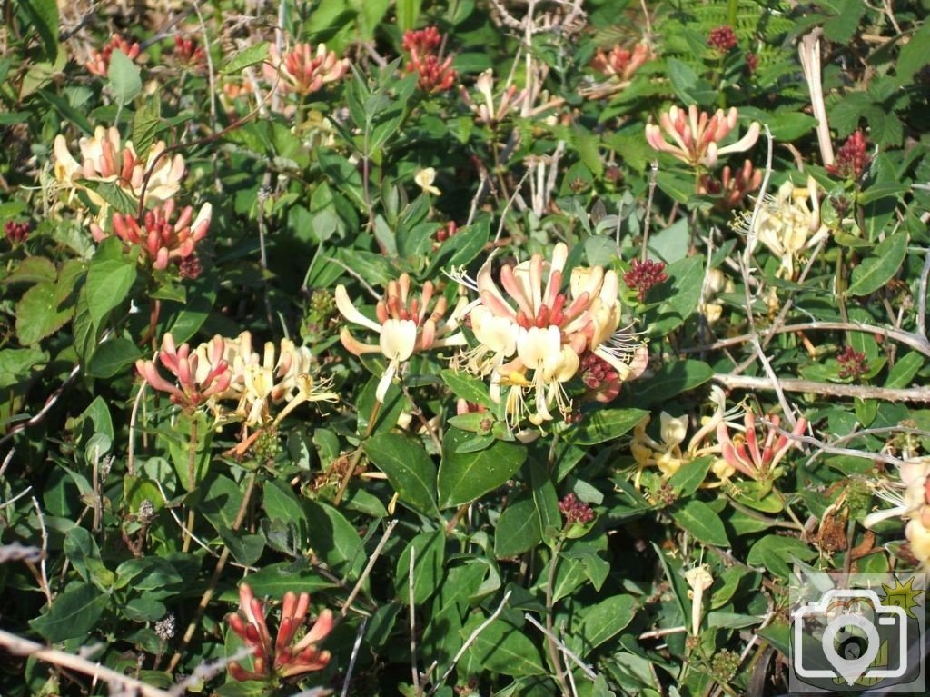 In a lane at Porthgwarra: honeysuckle