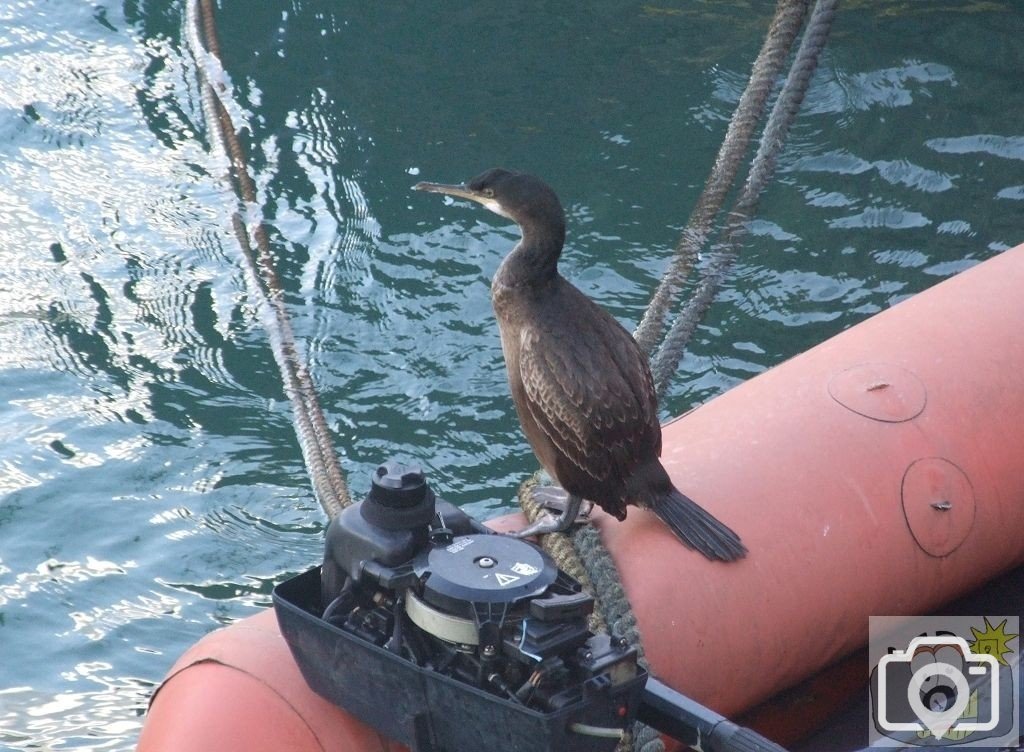 Inflatable Cormorant