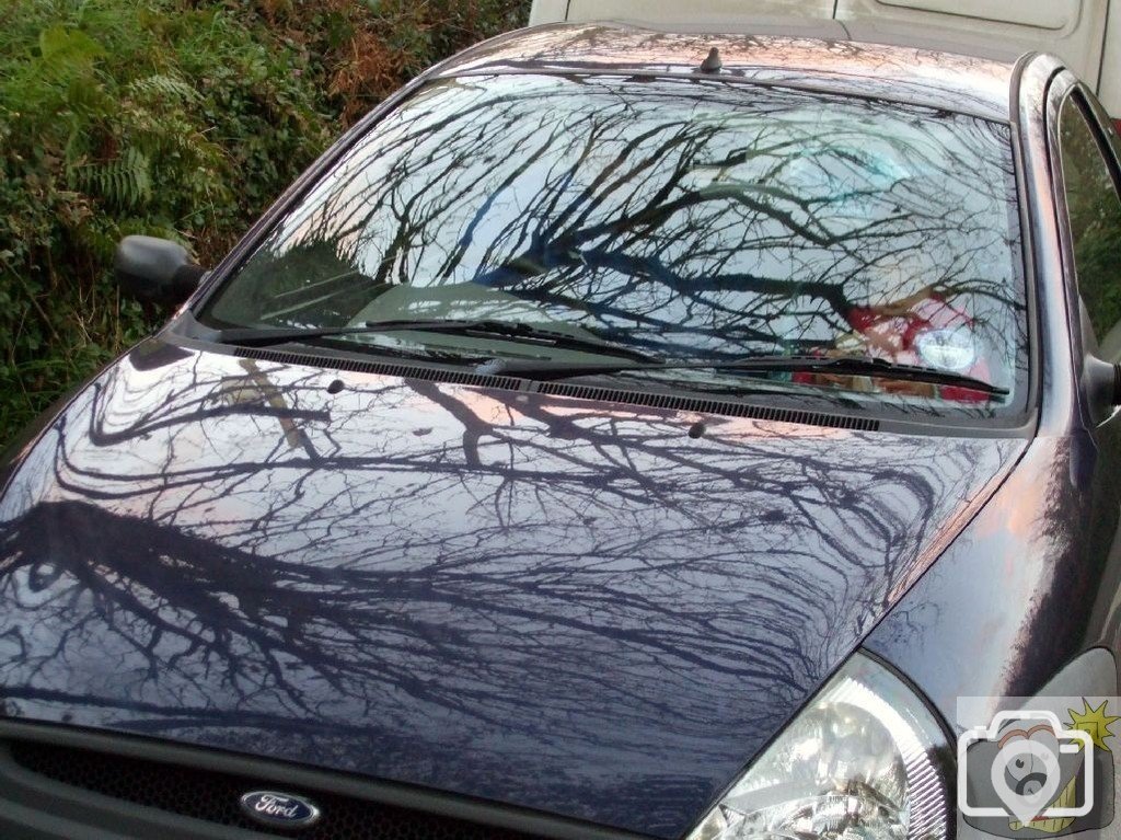 Interesting reflection of a tree on the bonnet of our car..