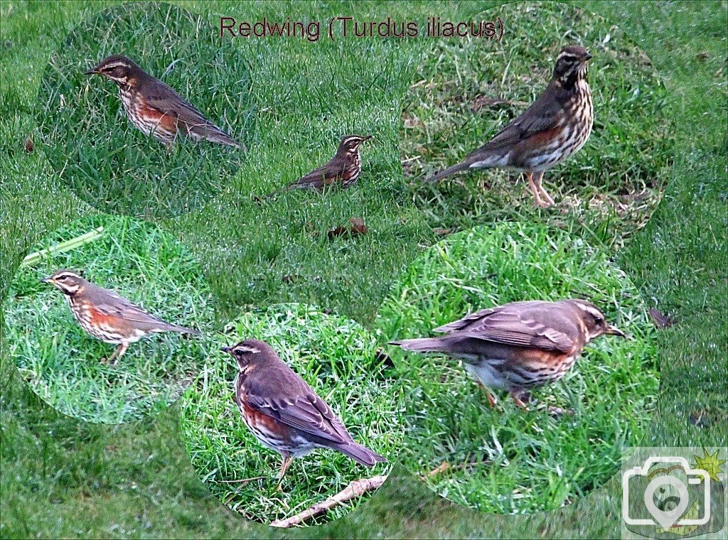 January Redwings