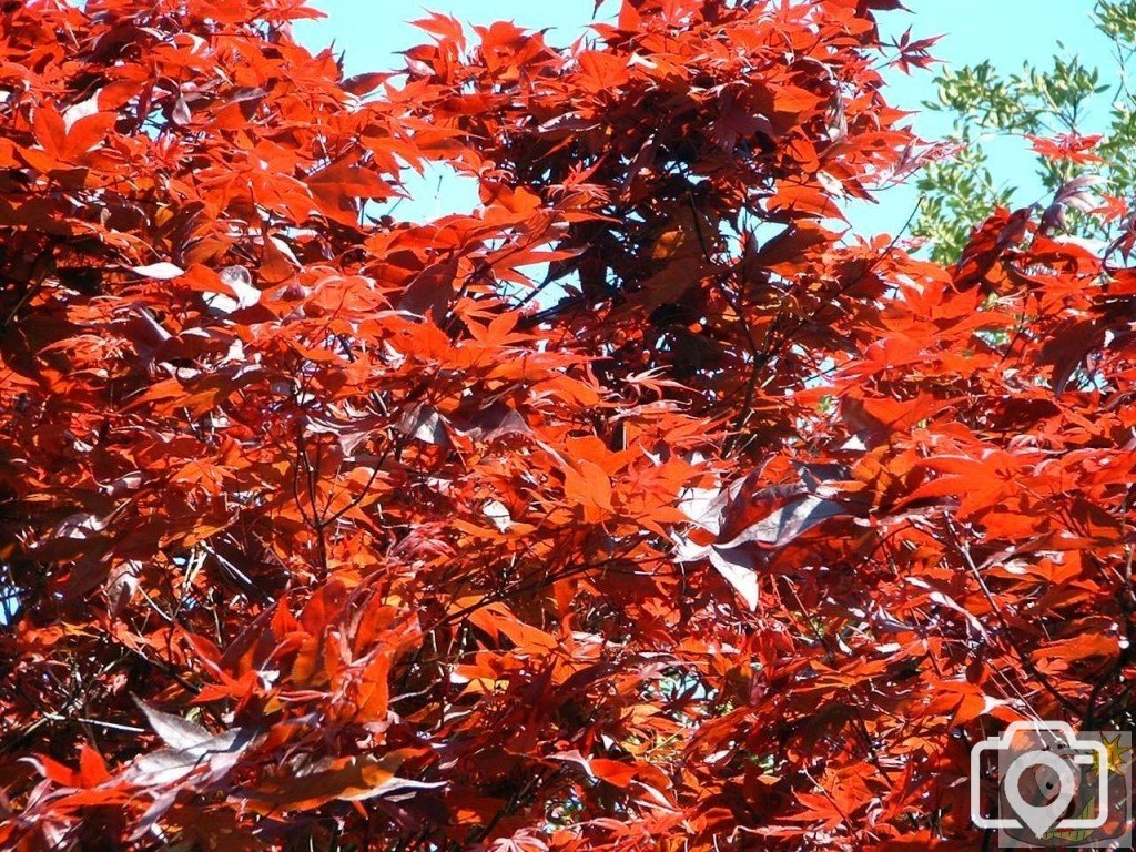 Japanese maple acer