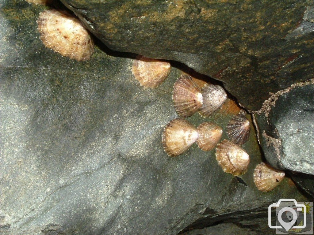 Jeffrey's Limpets (Patella Intermediata)