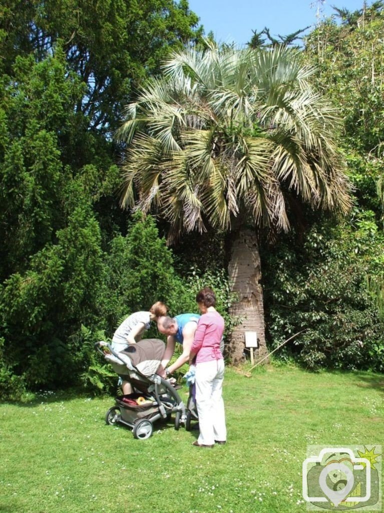 Jelly palm - Trewidden Gardens - June '08