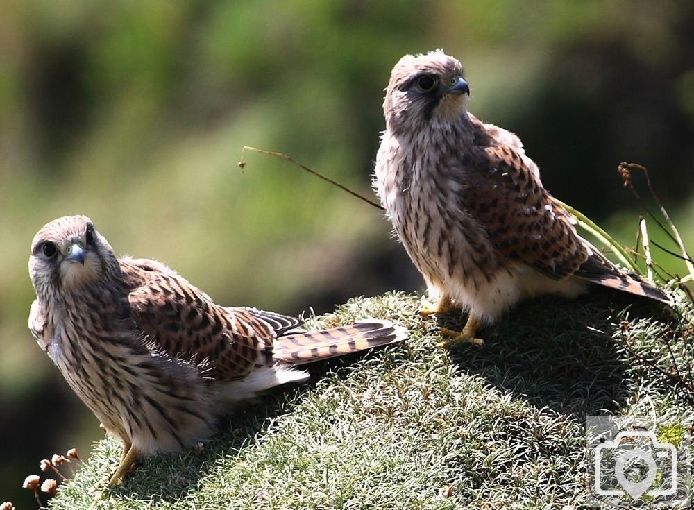 Kestrel chicks at Cudden Point