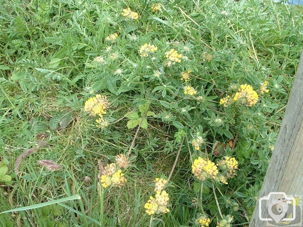 Kidney vetch (anthyllis vulneraria)