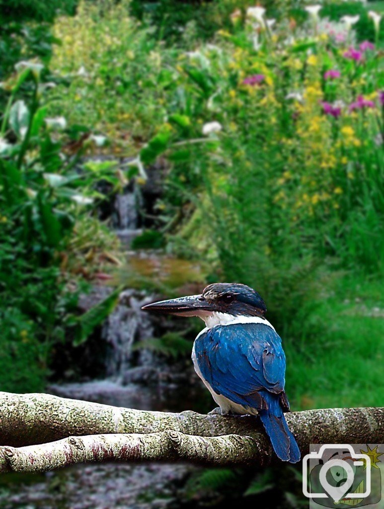 Kingfisher