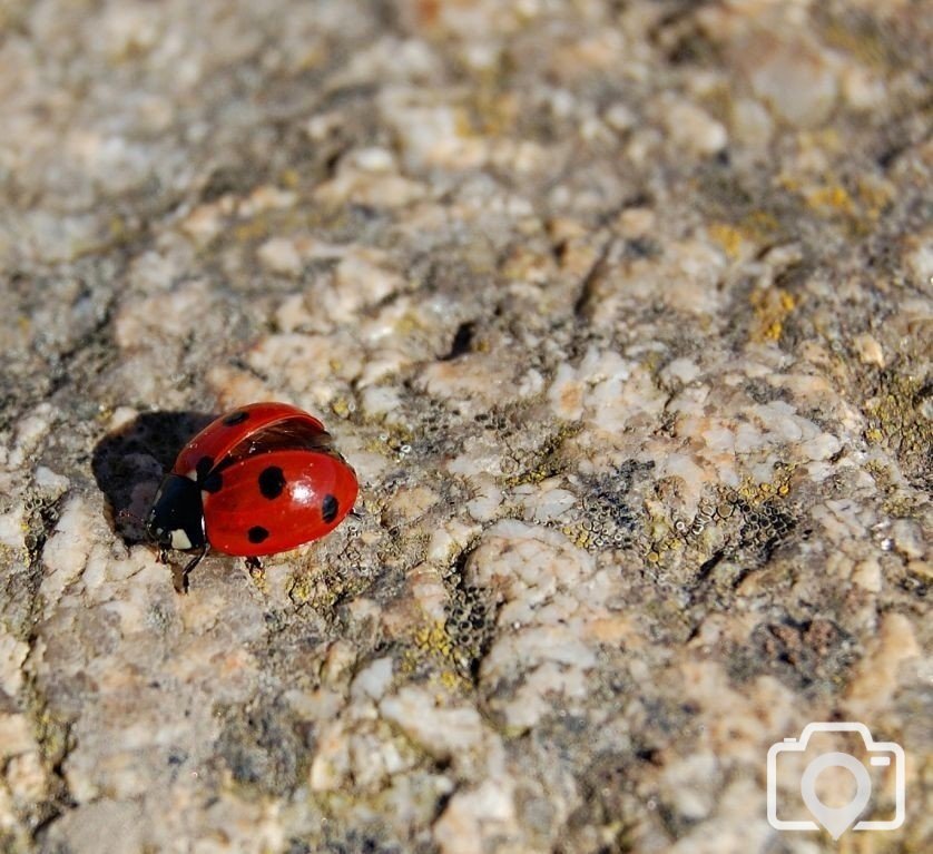 LadyBird