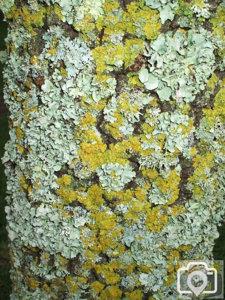 Lichen on a grave in the St Mary's Churchyard - Feb., 2007