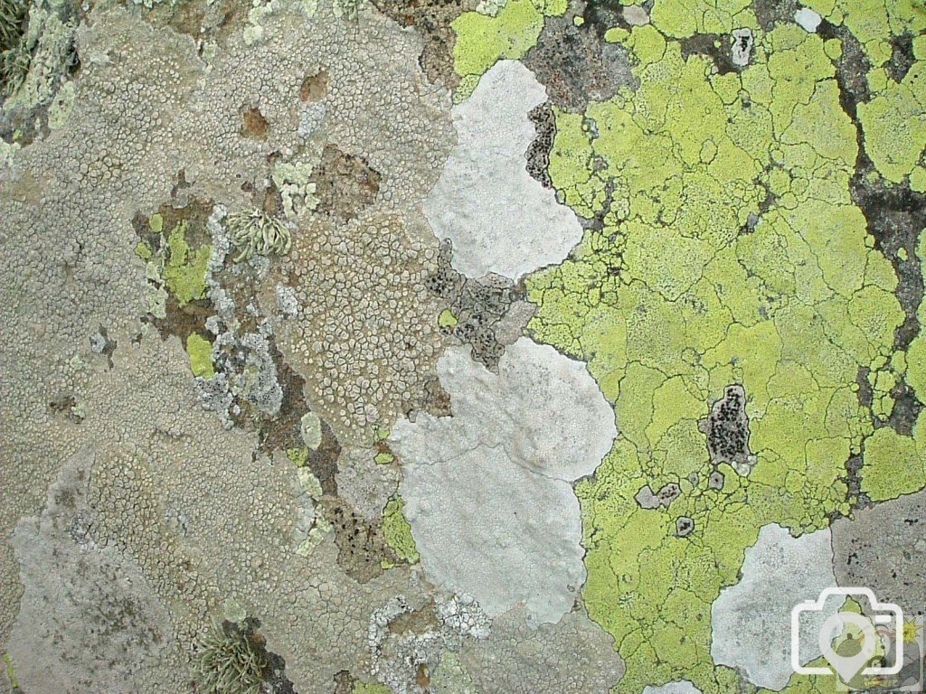 Lichen on a rock at the headland at Perranuthnoe