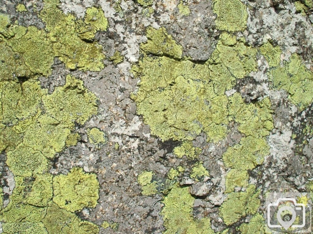 Lichen on the Face of a Large Rock at Trencrom Hill