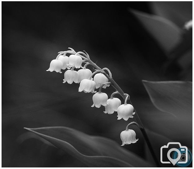 Lily Of The Valley