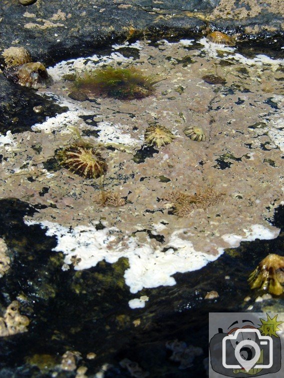 Limpets