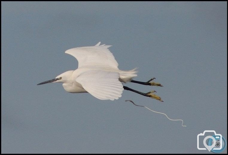 Little Egret