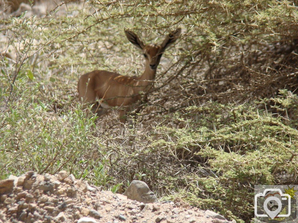 Local wildlife: Salalah, Oman