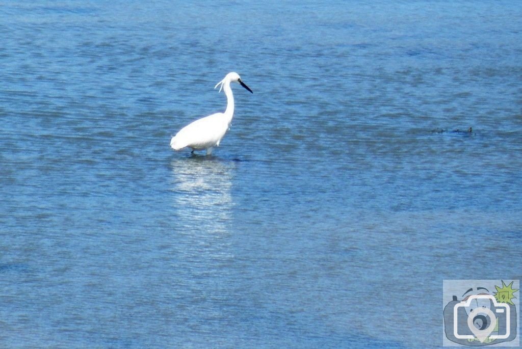 Lone egret