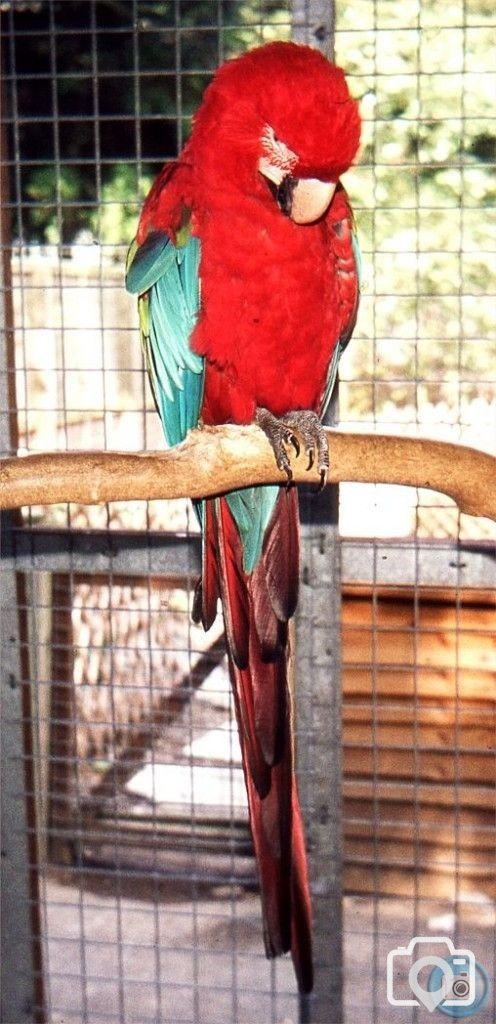 Macaw