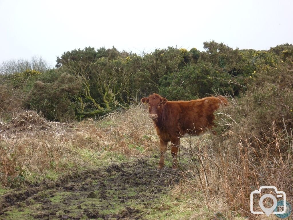 MADRON CARN